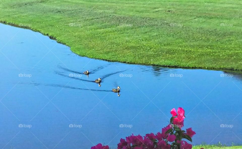 Stroll in the lake