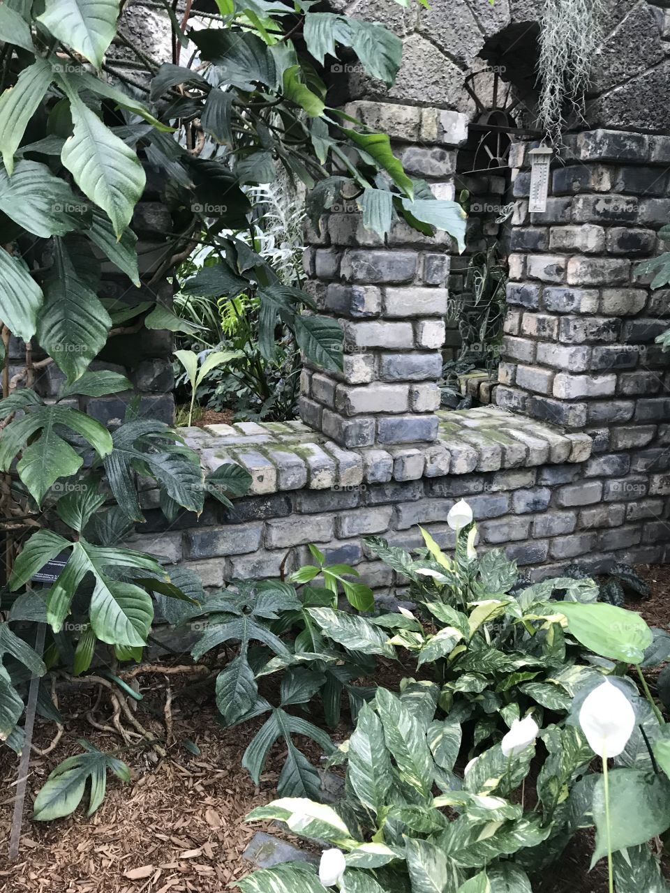 Two arched windows in an overgrowth of leafy greens