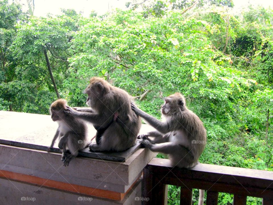 monkey family 