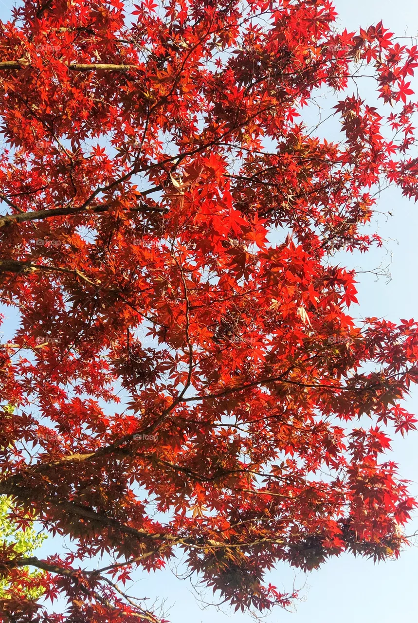 Beautiful Fire Red Japanese Maple in South Korea, Asia.