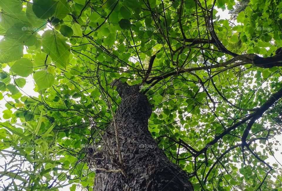 Tree trunk seen from below with many leaves against light