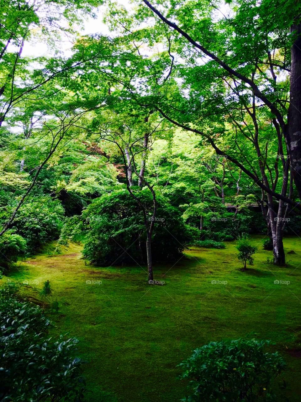 a japanese garden with well pruned plants and trees