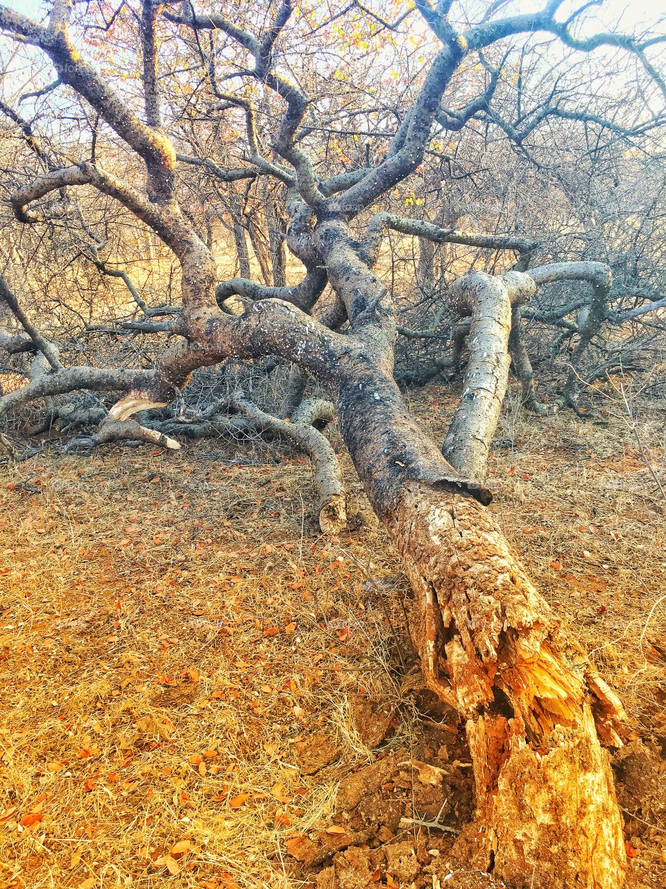 Tree died of old age, Louis Trichard, Limpopo, South Africa. 