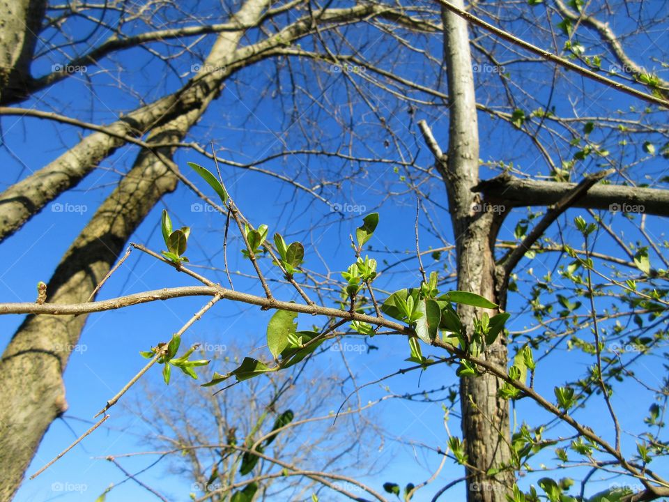 new growth on a branch