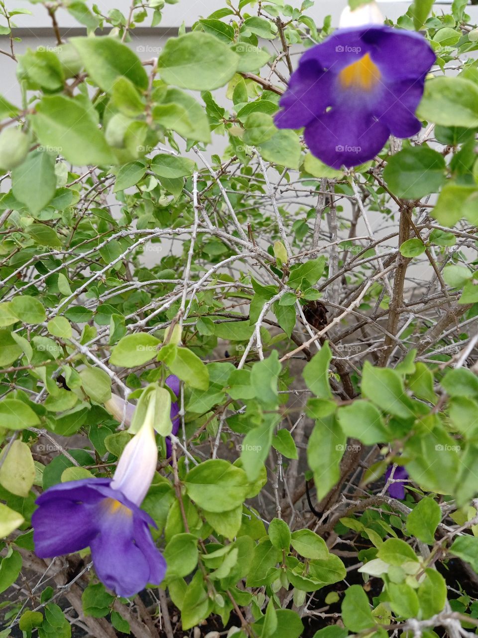 Beautiful Purple Pea flowers