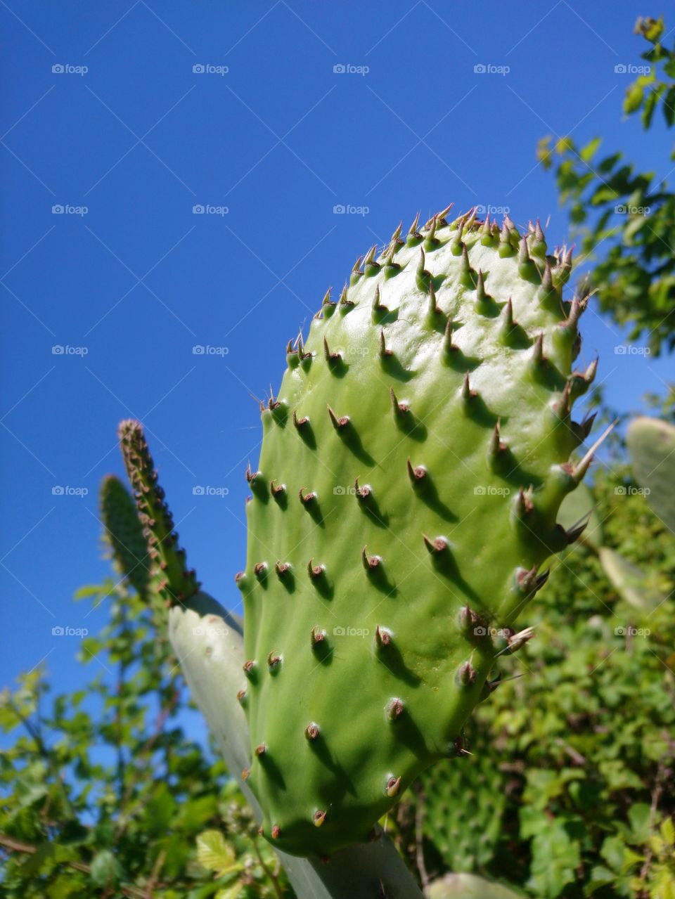 Prickly pears plants