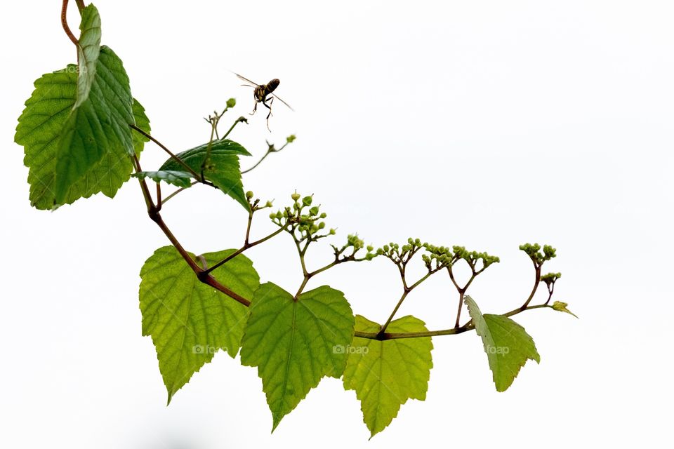 A sprig of a porcelain berry vine (Ampelopsis brevipedunculata), and the rear end of a dark paper wasp (Polistes fuscatus).