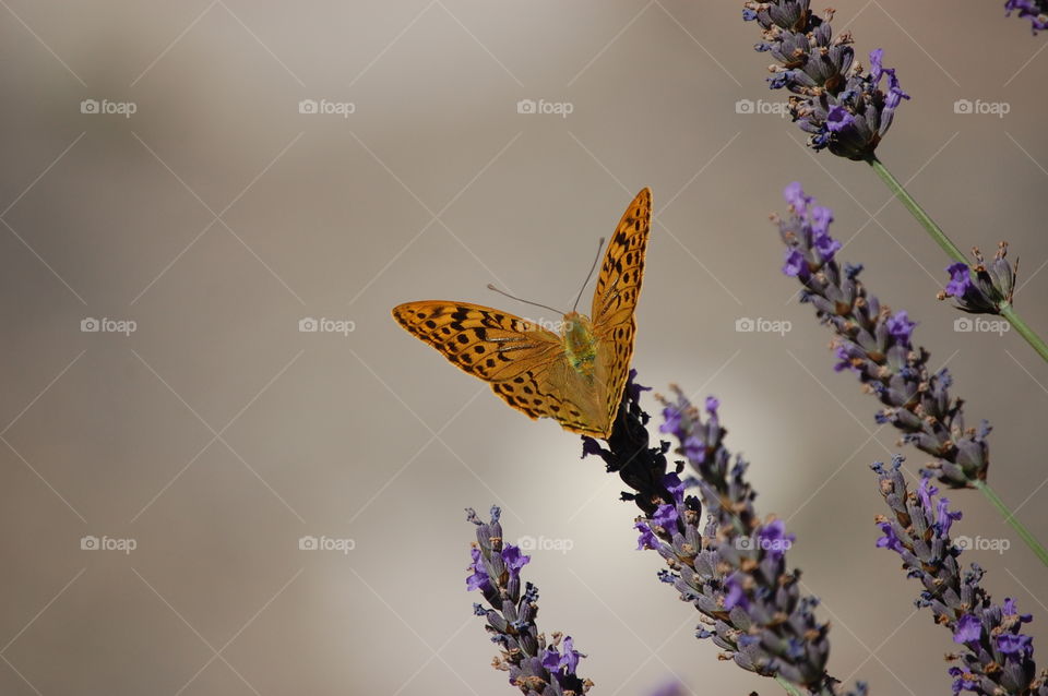 Butterfly on lavender