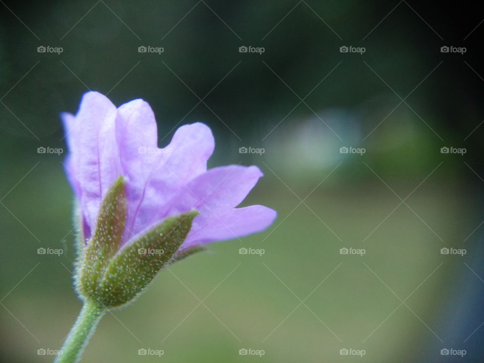 Picture taken with my smartphone and macro lens.