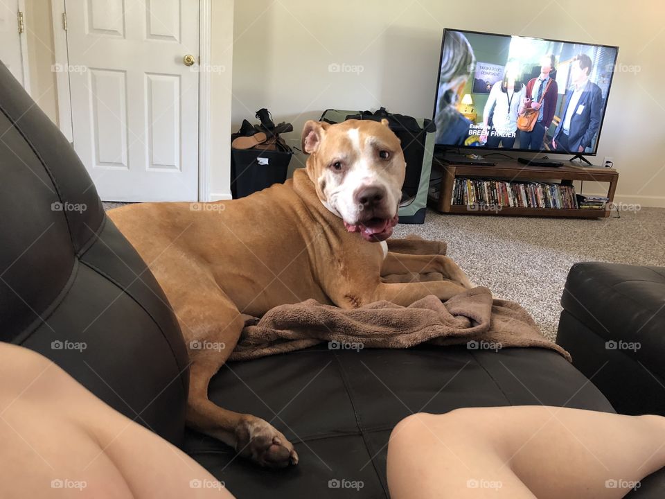 Dog sitting Todd the Pitbull