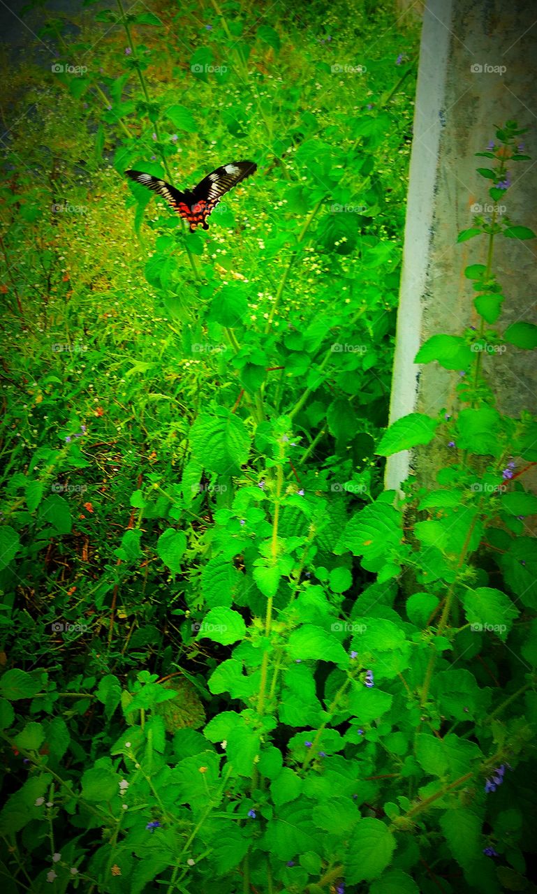 Black colour Butterfly searching little flowers for honey
