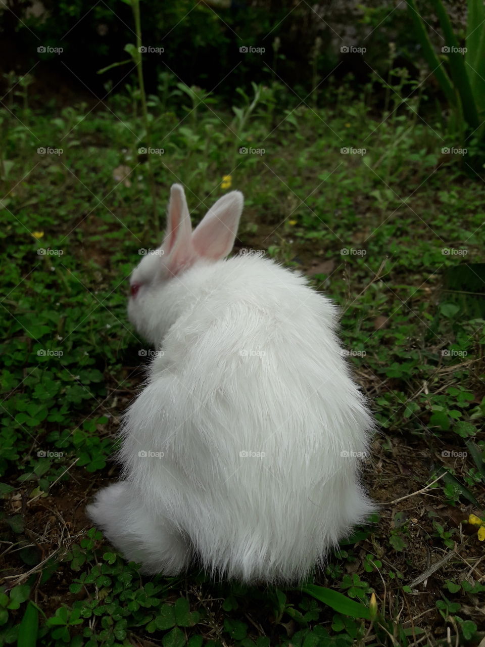 Bunny in search of. food