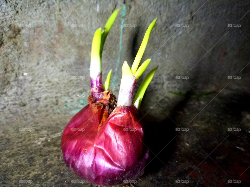 onion tree