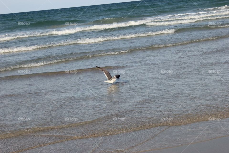 Seagull hunting 