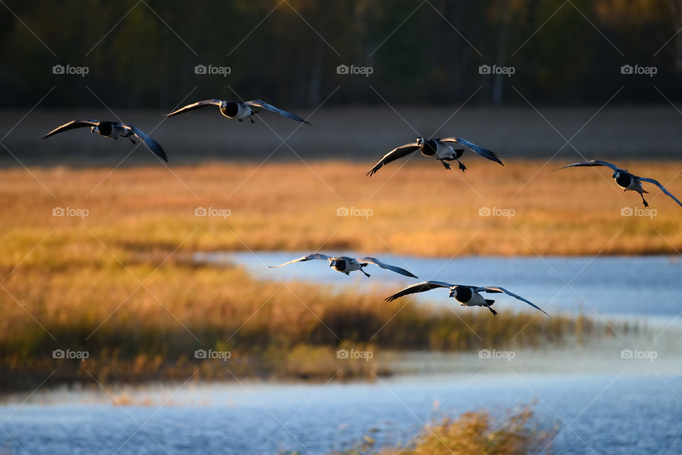 Flock of Canada goose landing in the water on October evening in Espoo, Finland