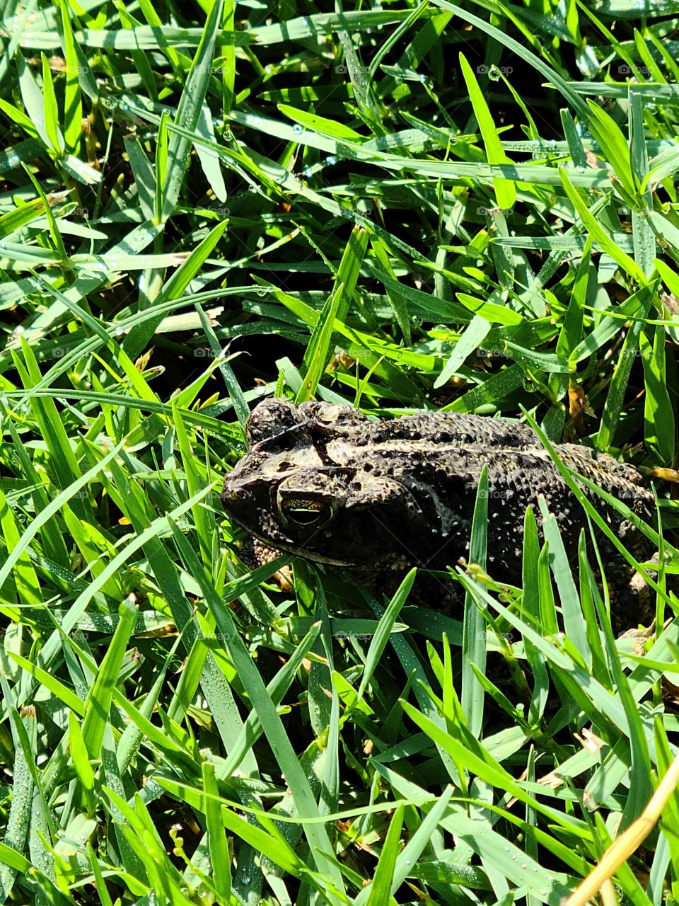 frog in the grass