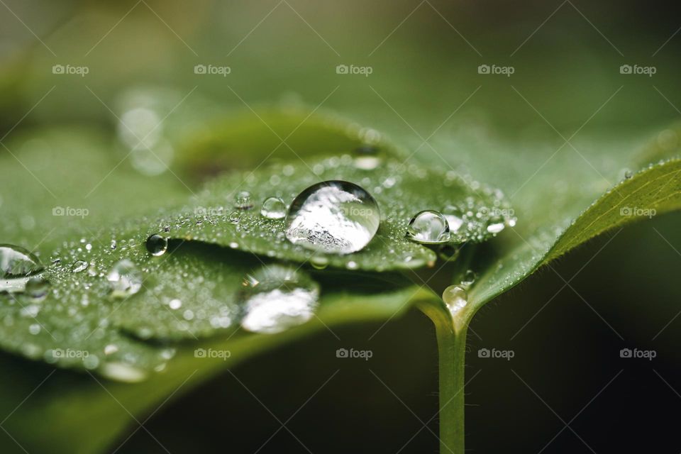 Close up or macro of water drops on green plant