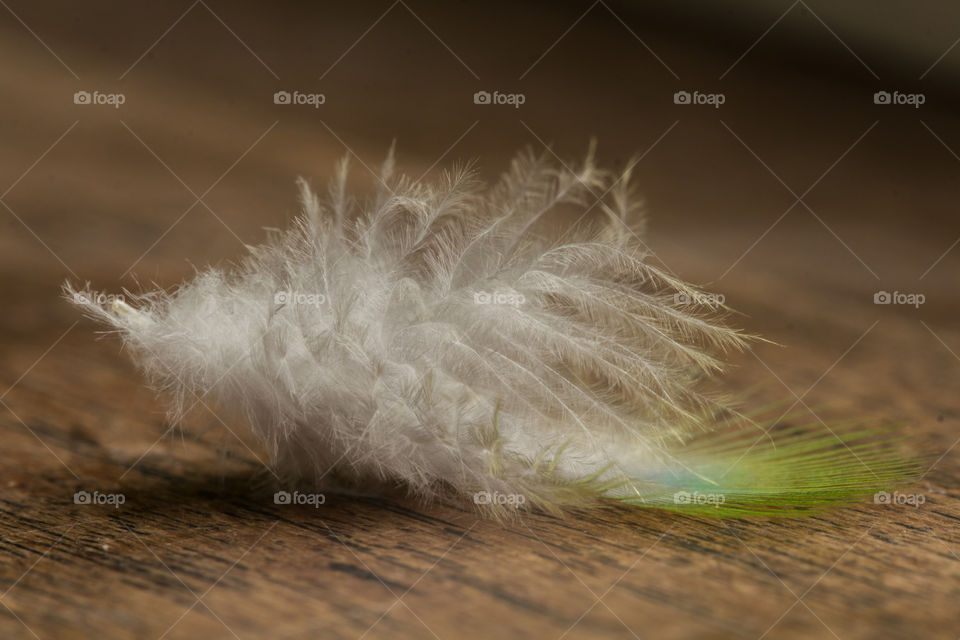 Close-up of parrot feather