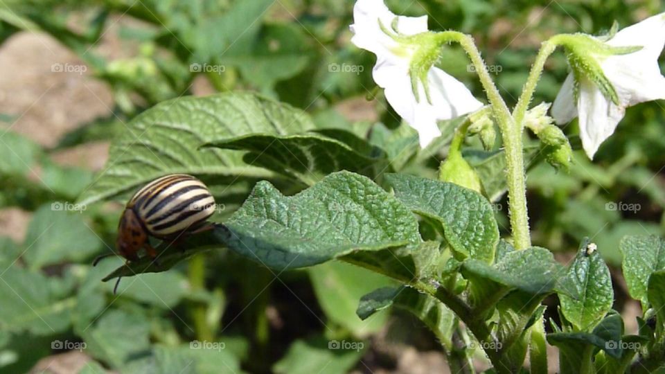 Colorado potato beetle