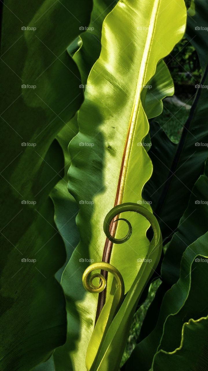 Flourish - fast growth