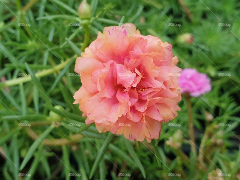 the portulaca grandiflora