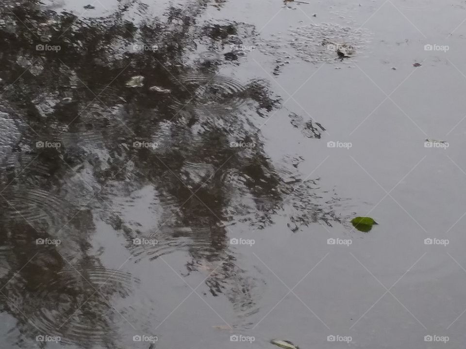 Rain ripples on the puddle