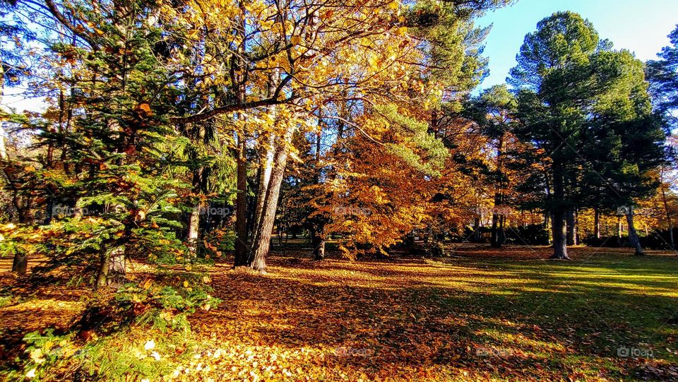 Autumn landscape 🍂🍁 Fall the park🍂🍁 Sunny day🍂🍁