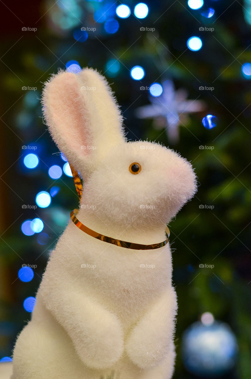 new year rabbit