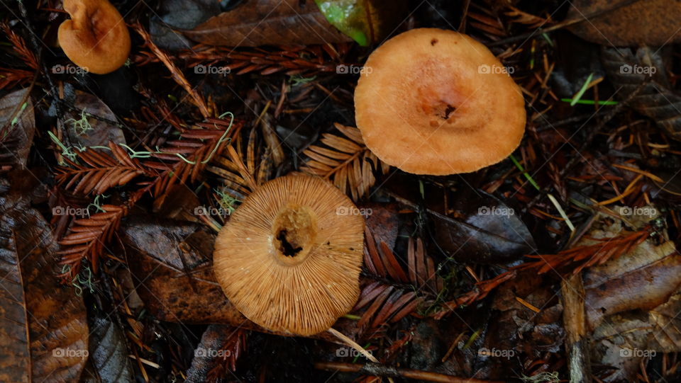 Mushroom showing gills and cap, growing on wet forest floor