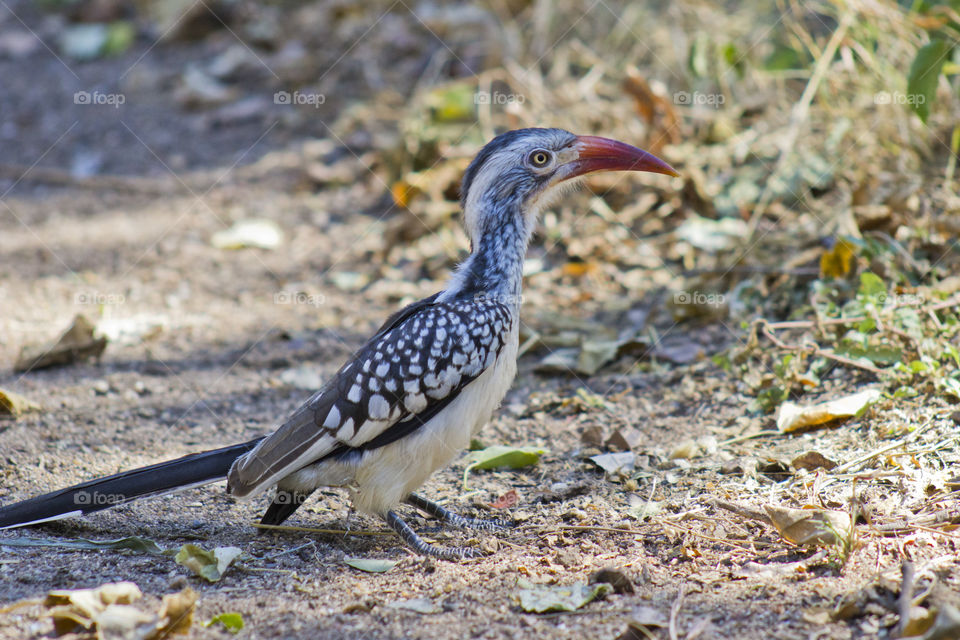 Red billed hornbill bird on the ground looking for food