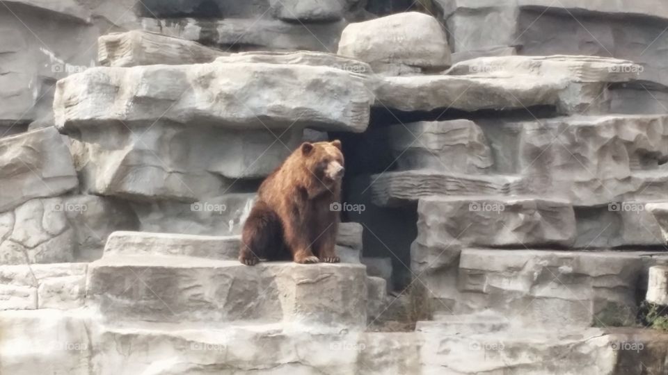 Solo Bear