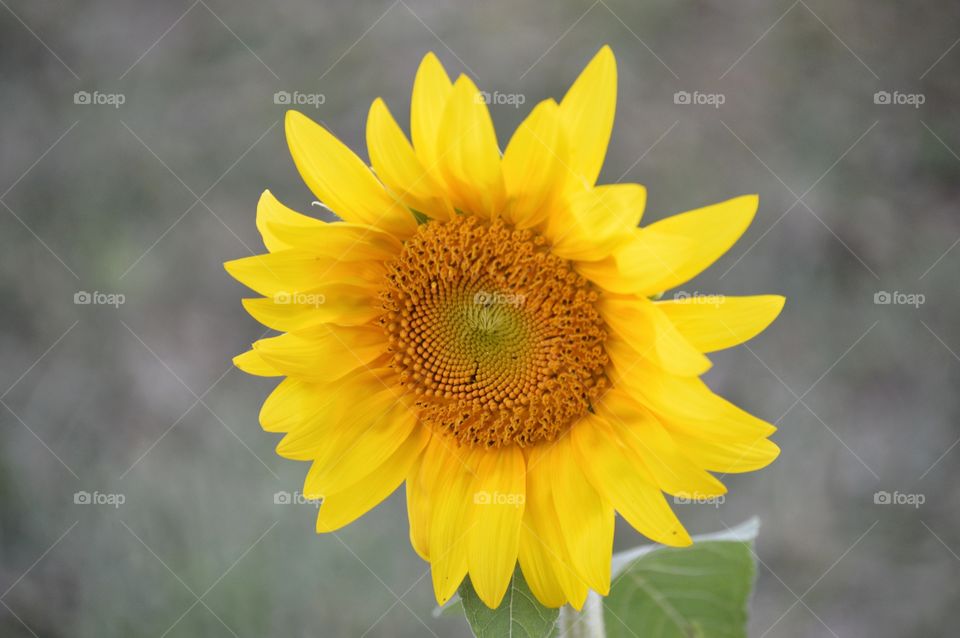 Solo Sunflower