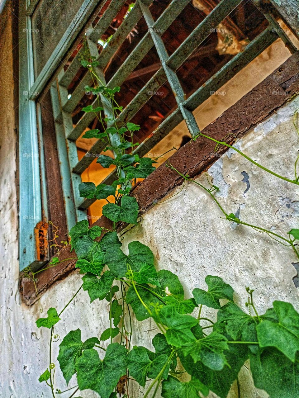 vines on the windows