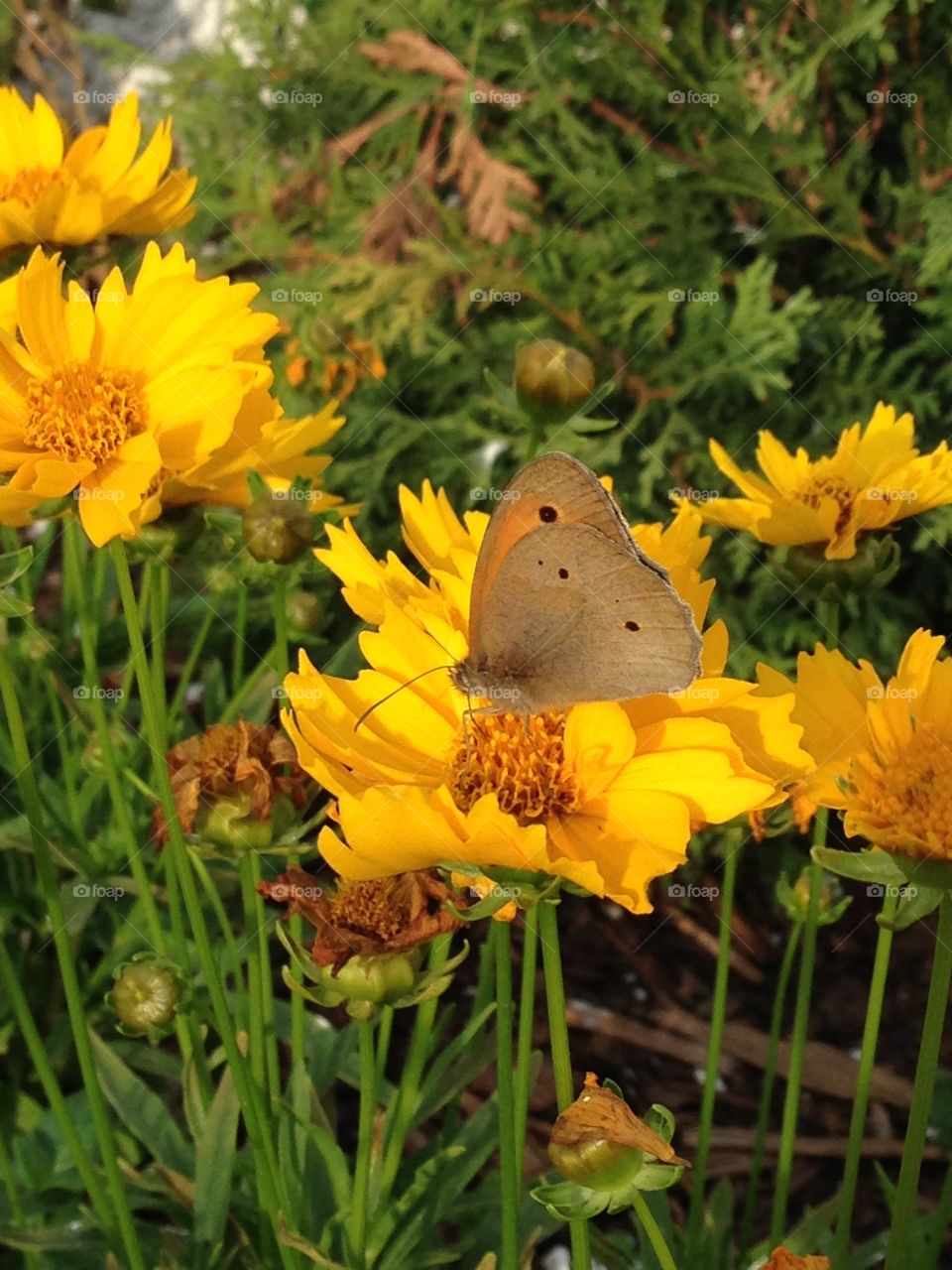 Yellow butterfly chillin on a flower