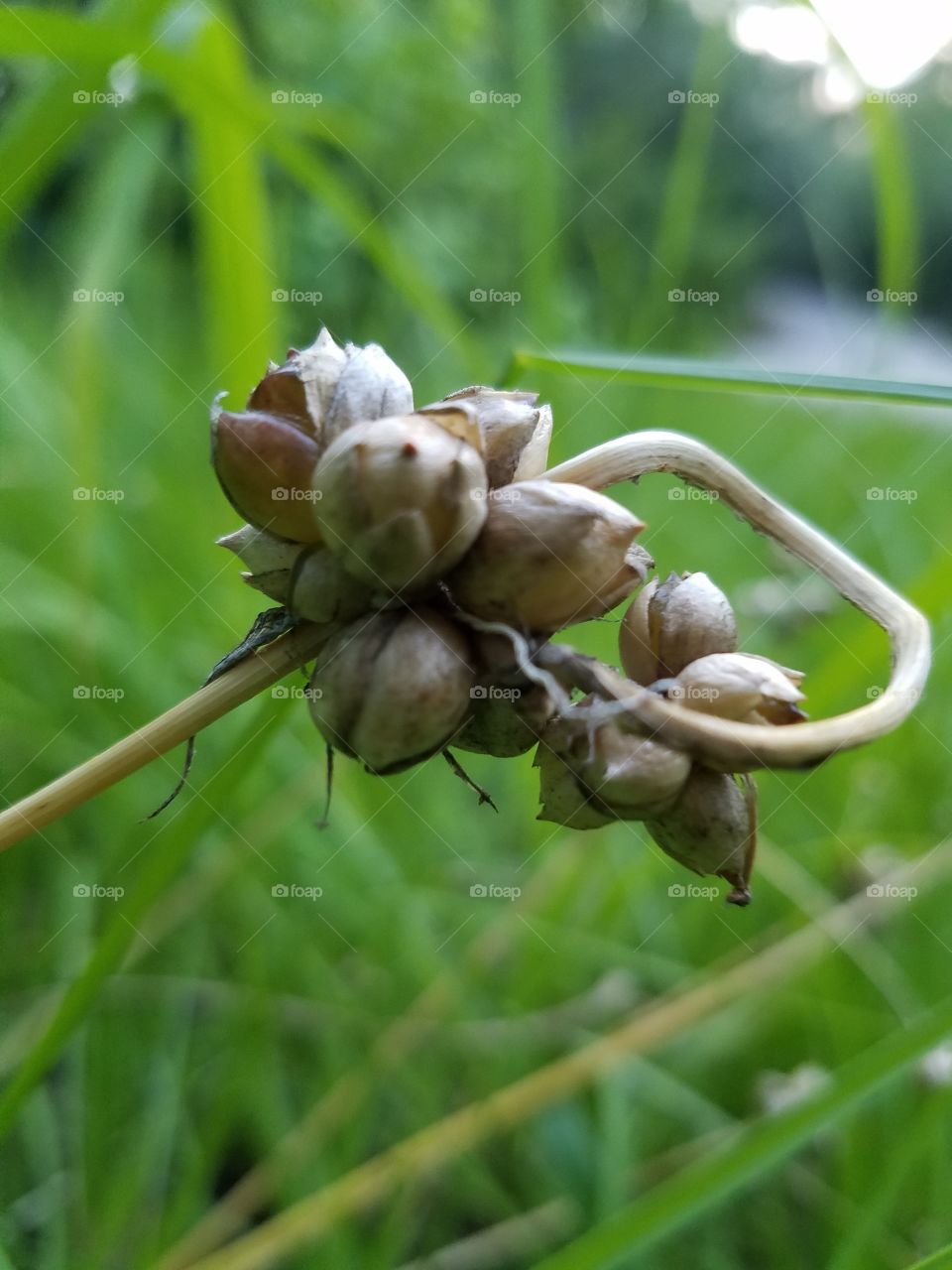 seeds in the grass.