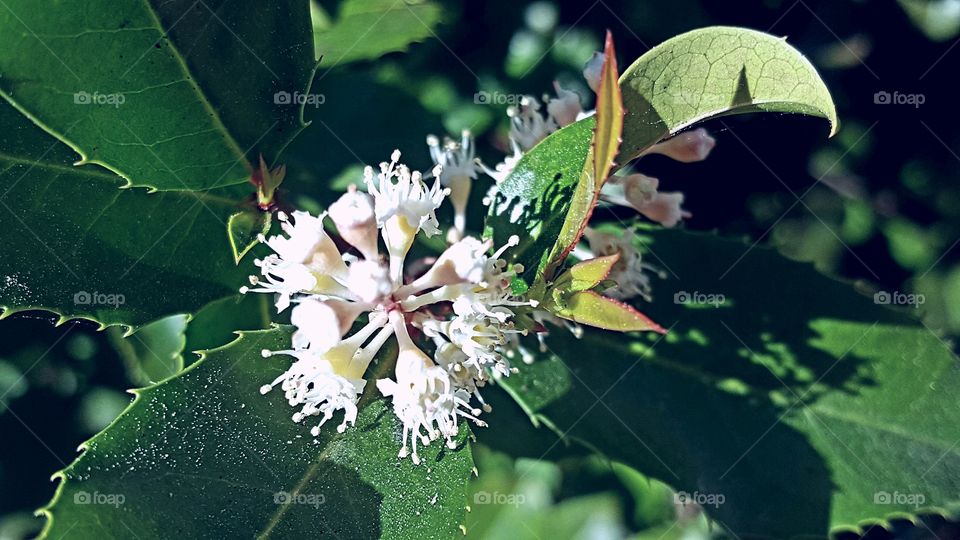 A close up of white flowers starting to bloom in the afternoon sun.