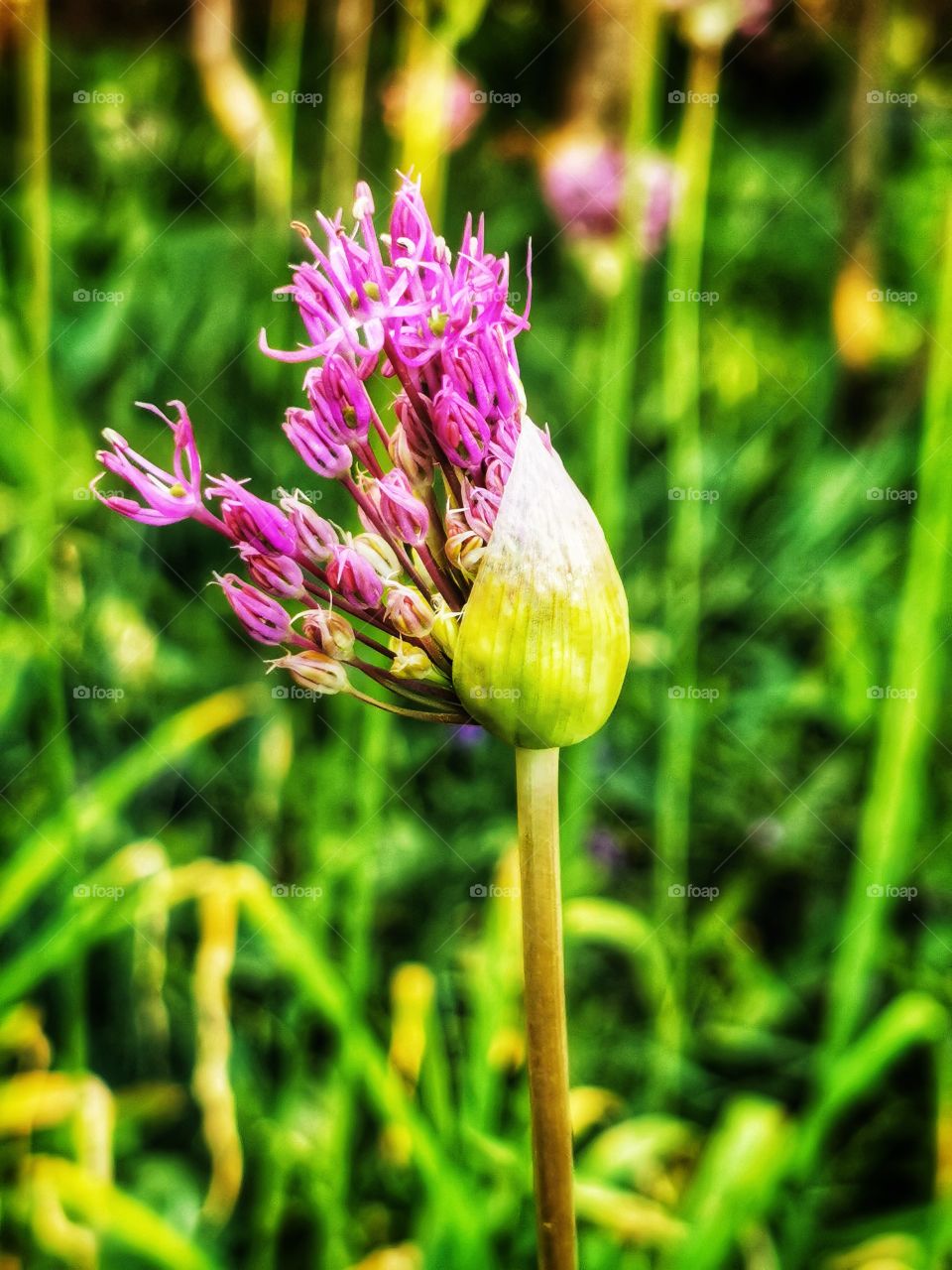 Macro plant flower beauty nature construction design decor view outside outdoor day part details fluffy capture bunch Flow purple violet field green grow grass