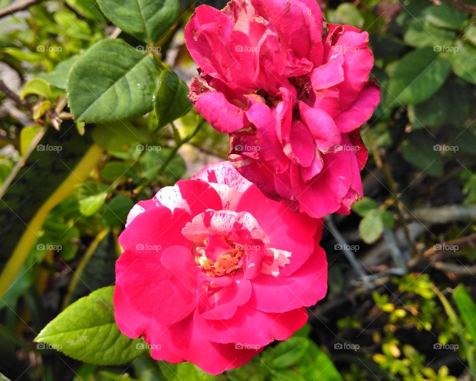 Pink flower on the park