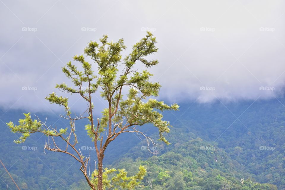 Silver oak tree in a misty background
