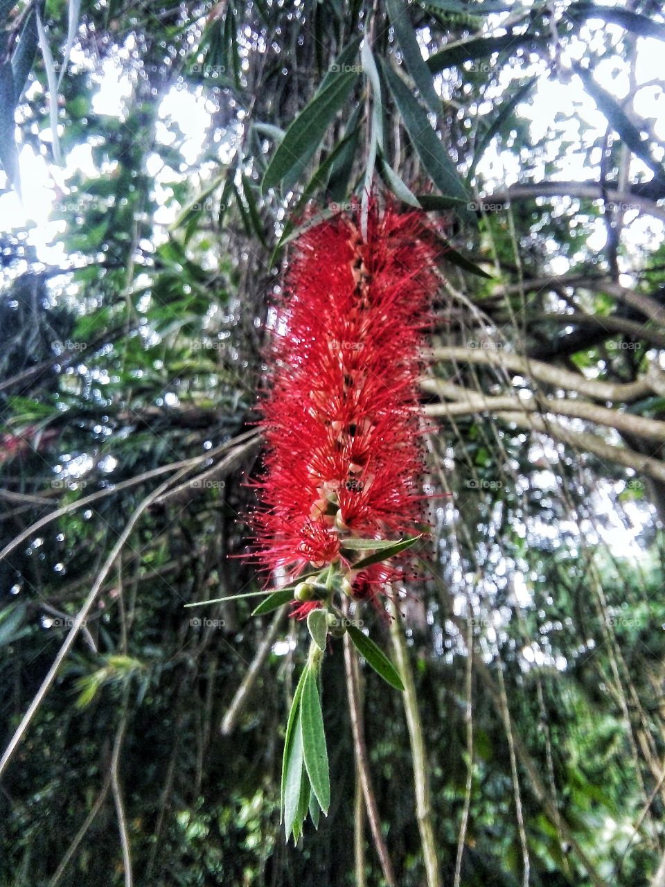 Red bottle-brush flower