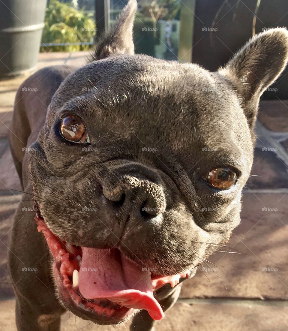 Foap Mission Dogs of Thea USA! Close Head Shot Of A Smiling French Bulldog 🐾