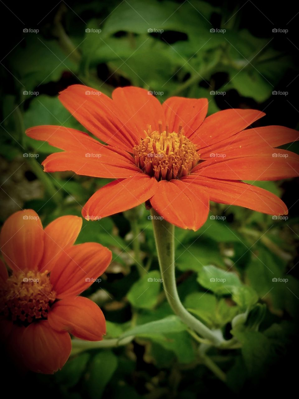 orange flower