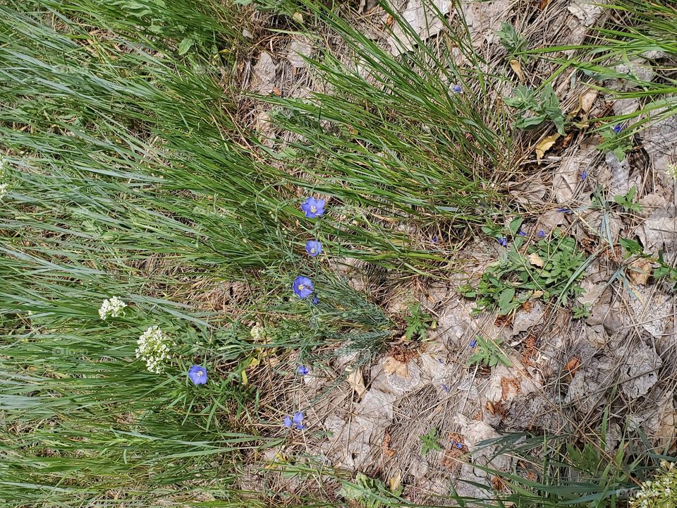 Pretty wild flowers