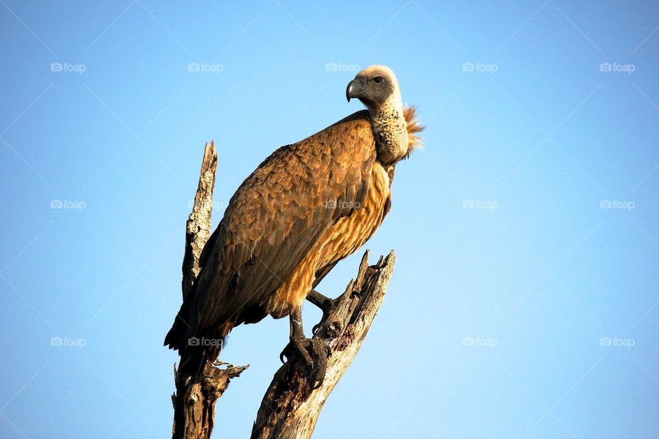 won Twenty-twenty mission.