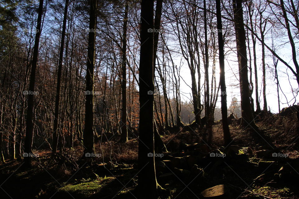 Wood, Tree, No Person, Landscape, Nature