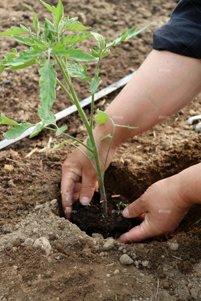 Plant Plants to Celebrate Earth Day