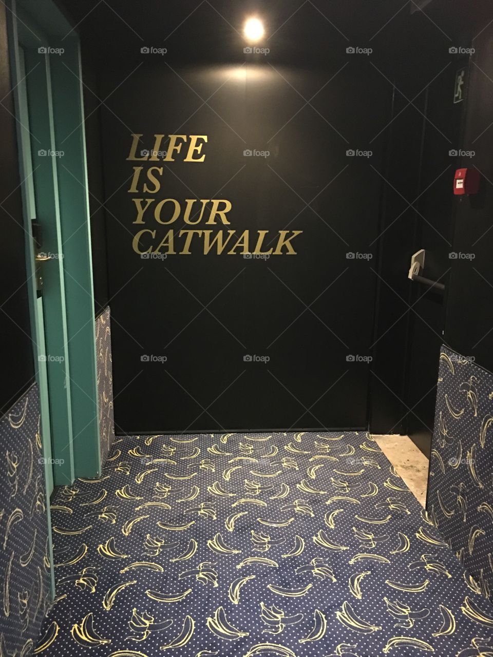 Life is your cat walk