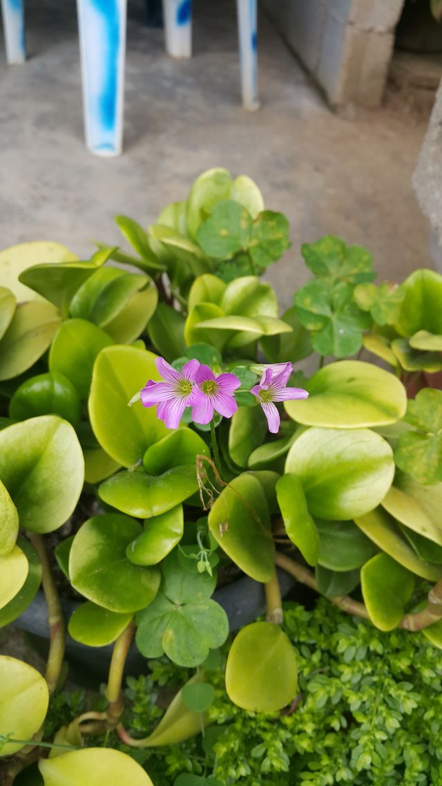 planta