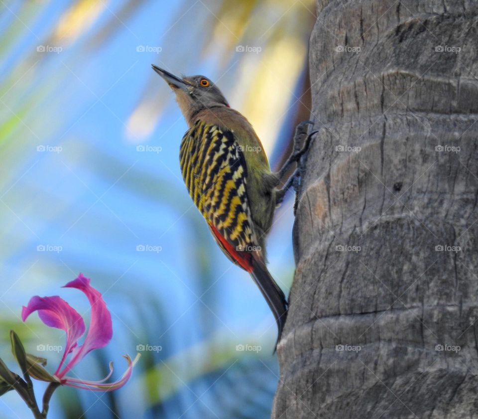 palm woodpecker