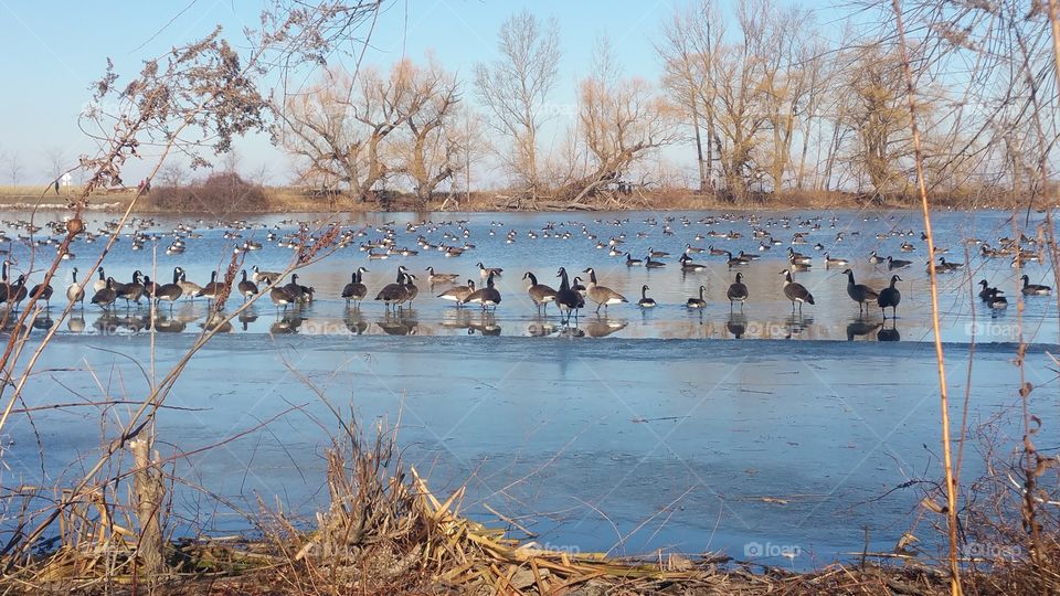 Winter, Water, Bird, Tree, Group